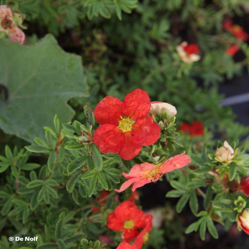Potentilla fruticosa Marian Red Robin - Potentille arbustive (Floraison)