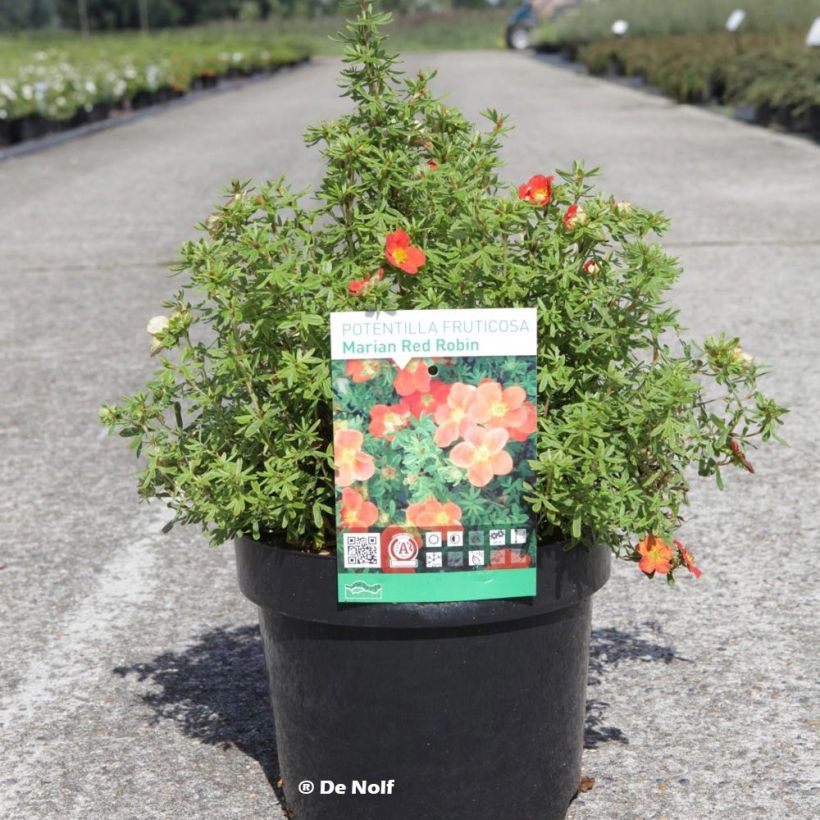 Potentilla fruticosa Marian Red Robin - Potentille arbustive (Port)