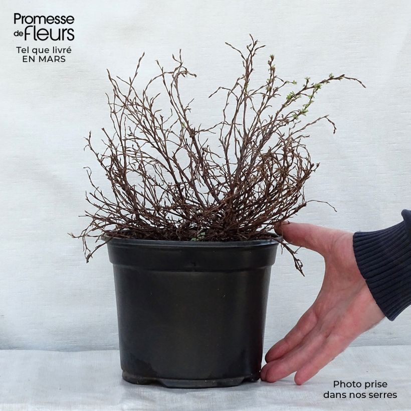 Spécimen de Potentilla fruticosa Marian Red Robin - Potentille arbustive Pot de 1L/1.5L tel que livré au printemps