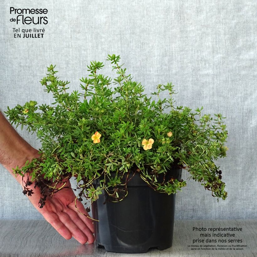 Spécimen de Potentilla fruticosa Marian Red Robin - Potentille arbustive Pot de 1L/1,5L tel que livré en été