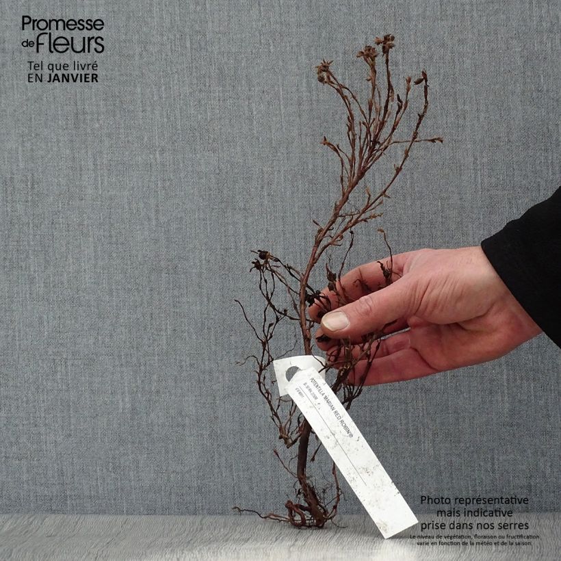 Spécimen de Potentilla fruticosa Marian Red Robin - Potentille arbustive racines nues tel que livré en hiver