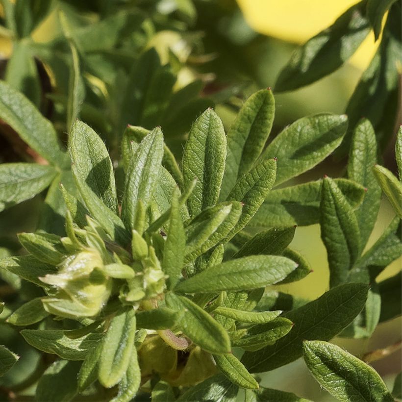 Potentilla fruticosa Medicine Wheel Mountain - Potentille arbustive (Feuillage)