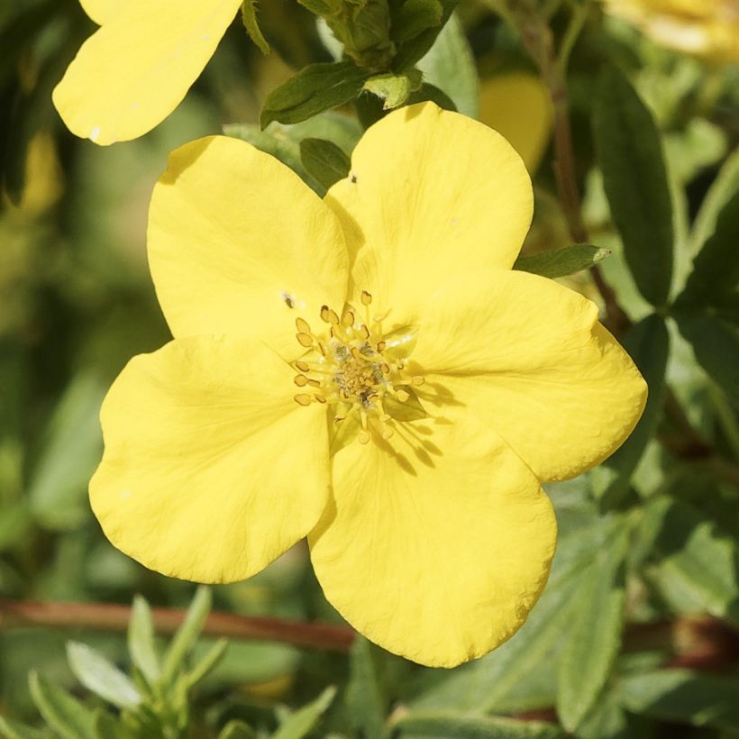 Potentilla fruticosa Medicine Wheel Mountain - Potentille arbustive (Floraison)