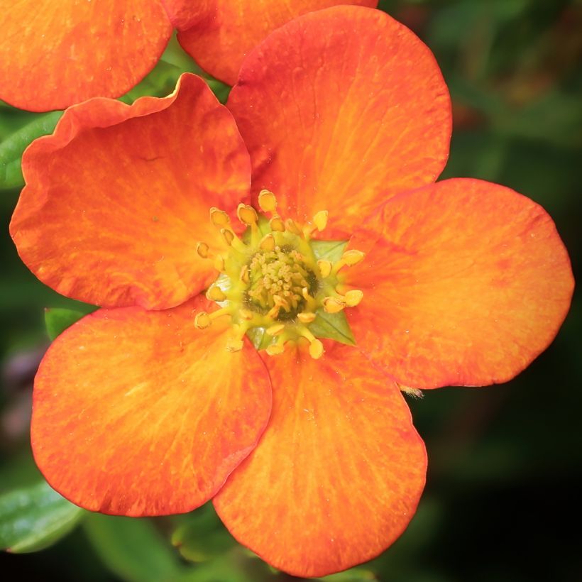 Potentilla fruticosa Orangissima - Potentille arbustive (Floraison)