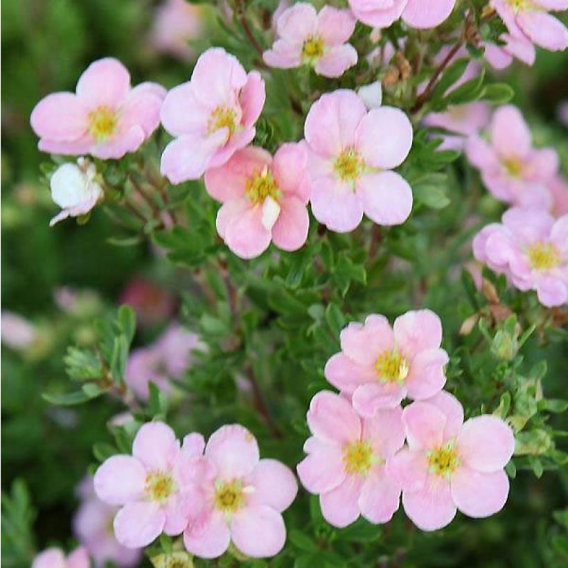 Potentille arbustive - Potentilla fruticosa Pink Beauty (Floraison)