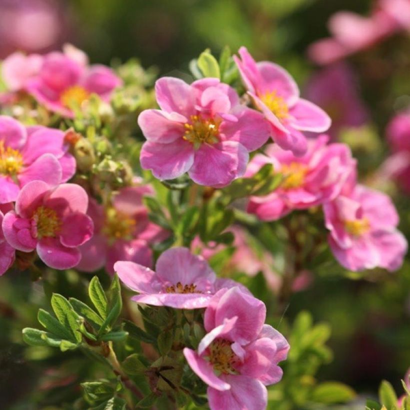 Potentilla fruticosa Pink Paradise - Potentille arbustive (Floraison)