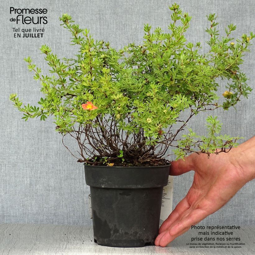 Spécimen de Potentilla fruticosa Red Ace - Potentille arbustive Pot de 1L/1,5L tel que livré en été