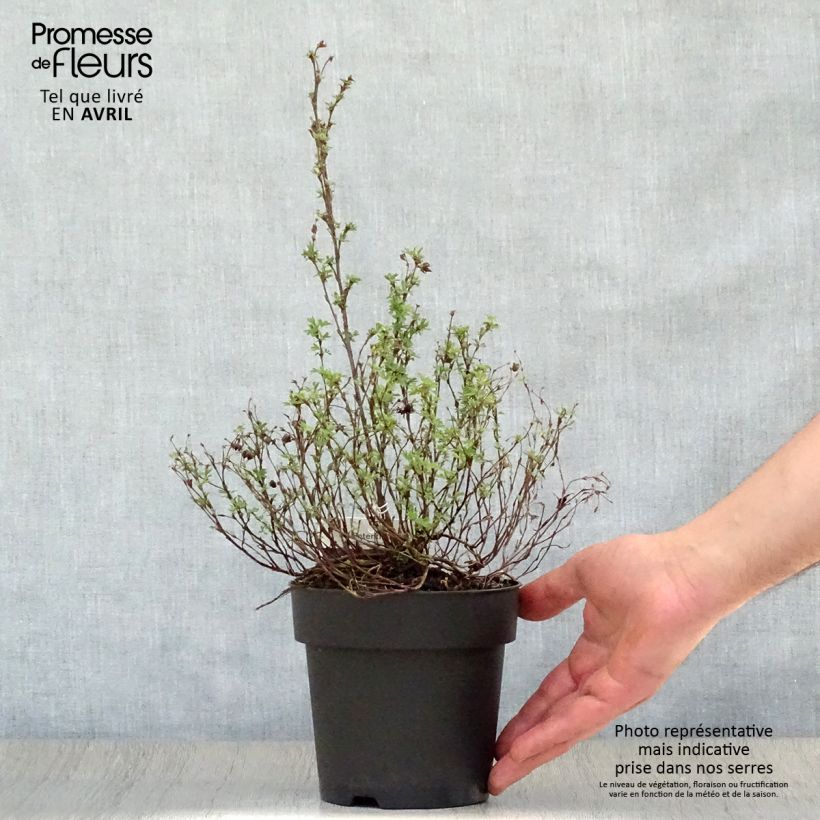Spécimen de Potentilla fruticosa Red Ace - Potentille arbustive Pot de 1L/1,5LHauteur livrée env. 15/20cm tel que livré au printemps