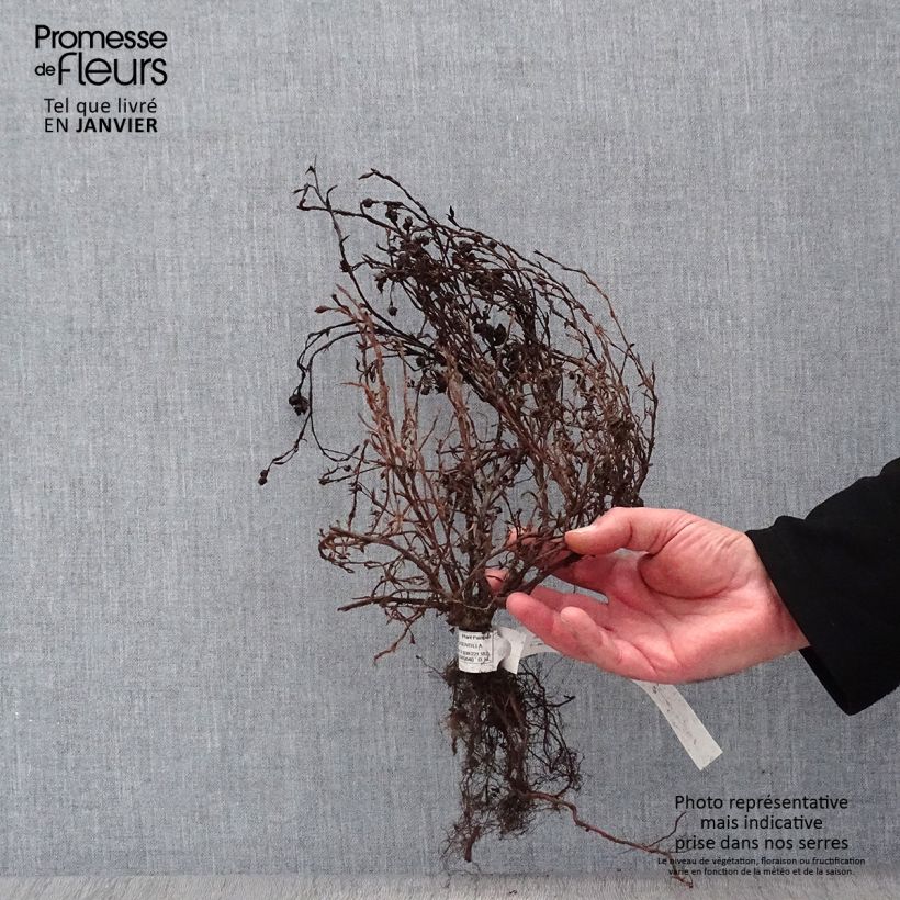 Spécimen de Potentilla fruticosa Red Ace - Potentille arbustive Petites Racines nuesHauteur livrée env. 20/40cm tel que livré en hiver