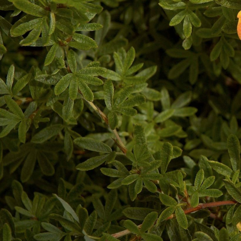 Potentilla fruticosa Red Ace - Potentille arbustive (Feuillage)