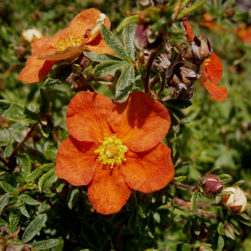 Potentilla fruticosa Red Ace - Potentille arbustive (Floraison)