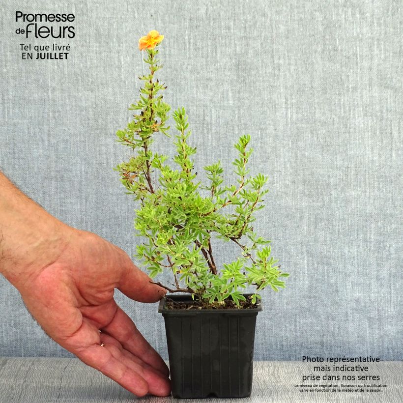Spécimen de Potentilla fruticosa Red Ace - Potentille arbustive Godet de 8/9 cm tel que livré en été