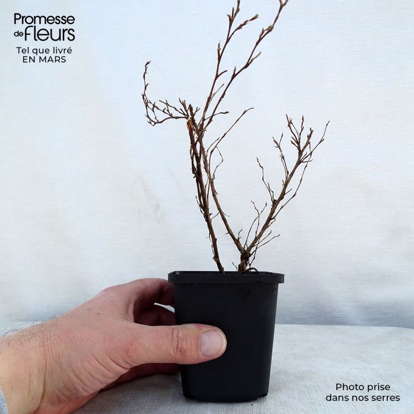 Spécimen de Potentilla fruticosa Red Ace - Potentille arbustive Godet de 8/9 cmHauteur livrée env. 10/15cm tel que livré au printemps