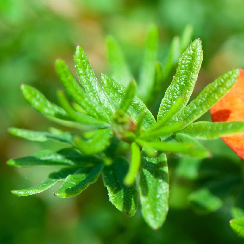 Potentille arbustive - Potentilla fruticosa Red Joker (Feuillage)