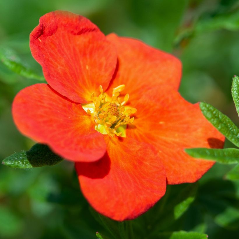 Potentille arbustive - Potentilla fruticosa Red Joker (Floraison)