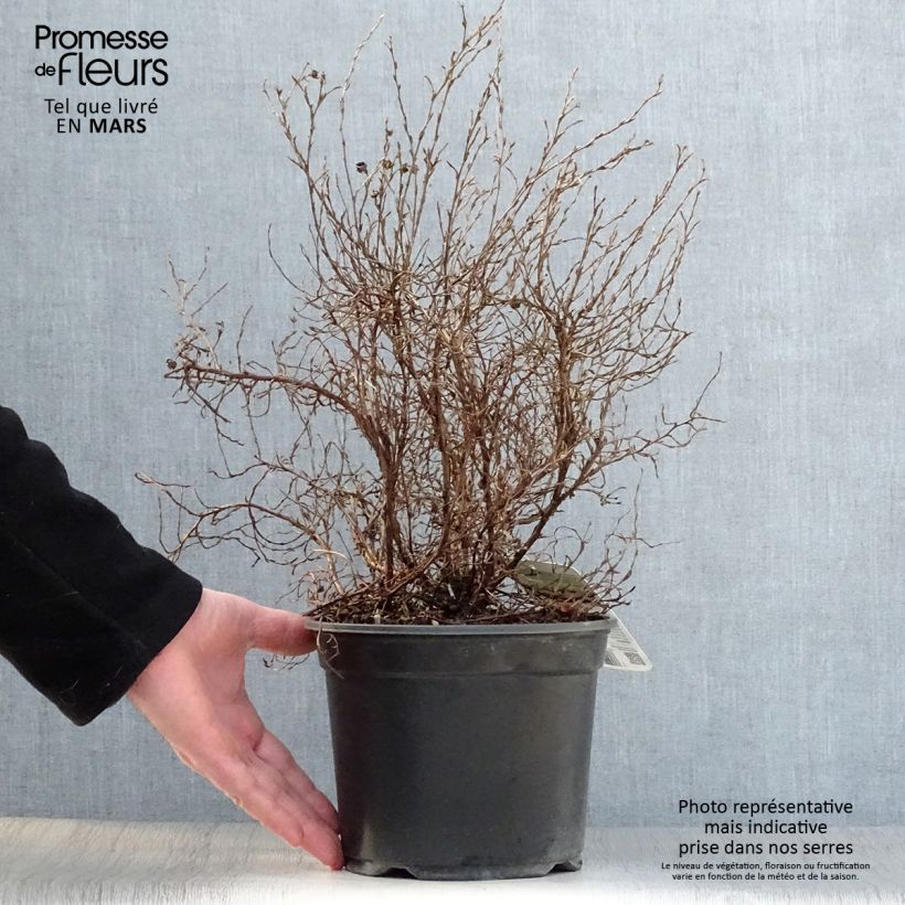 Spécimen de Potentilla fruticosa Tangerine - Potentille arbustive en pot de 2/3L tel que livré au printemps
