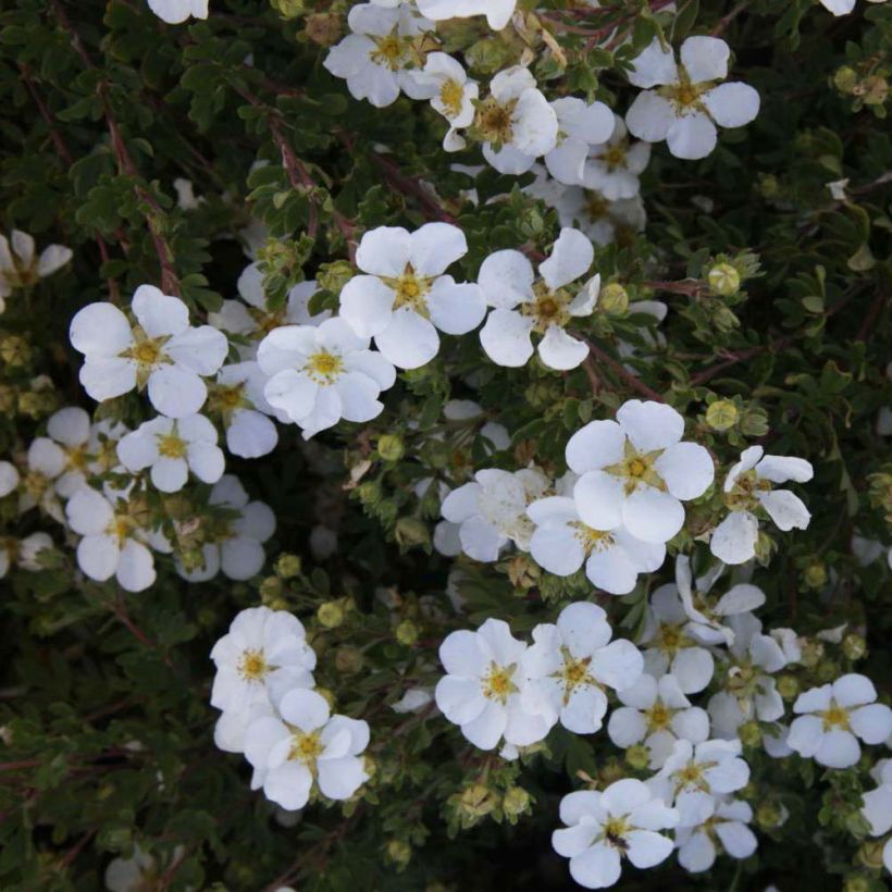 Potentilla fruticosa White Lady - Potentille arbustive (Floraison)