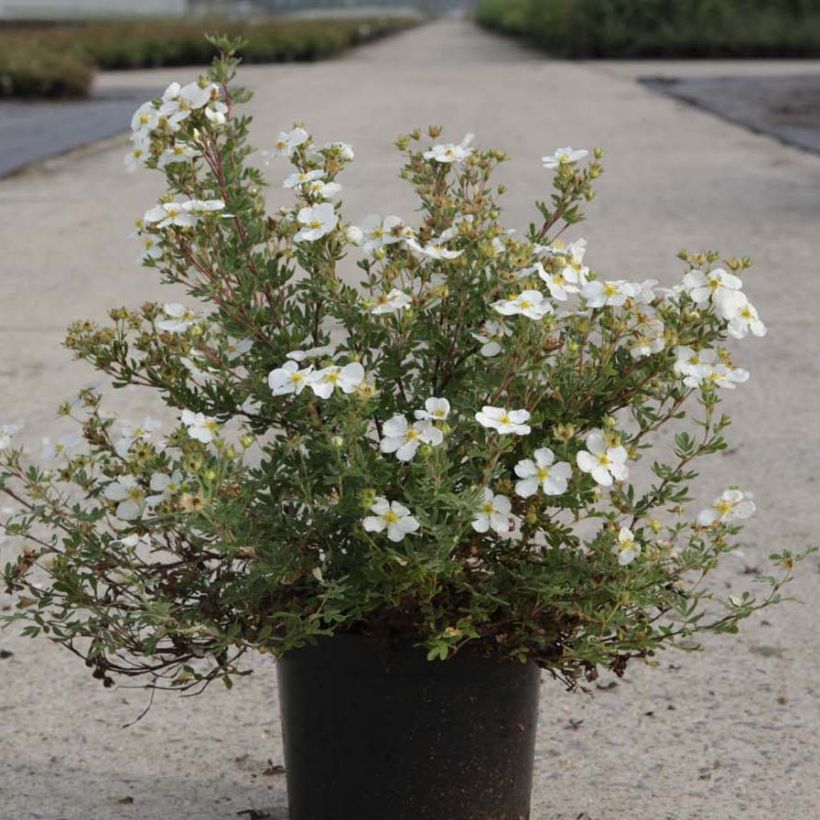 Potentilla fruticosa White Lady - Potentille arbustive (Port)