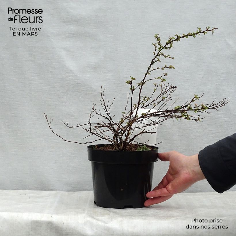 Spécimen de Potentilla fruticosa White Lady - Potentille arbustive Pot de 3L/4L tel que livré au printemps