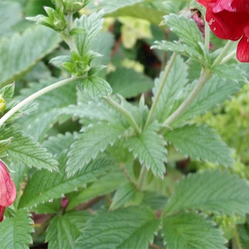 Potentilla Arc en Ciel - Potentille vivace (Feuillage)