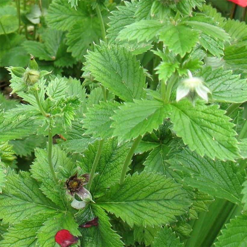 Potentilla hybride Flamenco - Potentille vivace rouge-orangé (Feuillage)