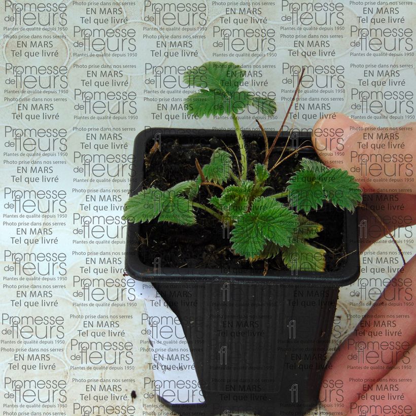 Exemple de spécimen de Potentilla hybride Flamenco - Potentille vivace rouge-orangé  tel que livré