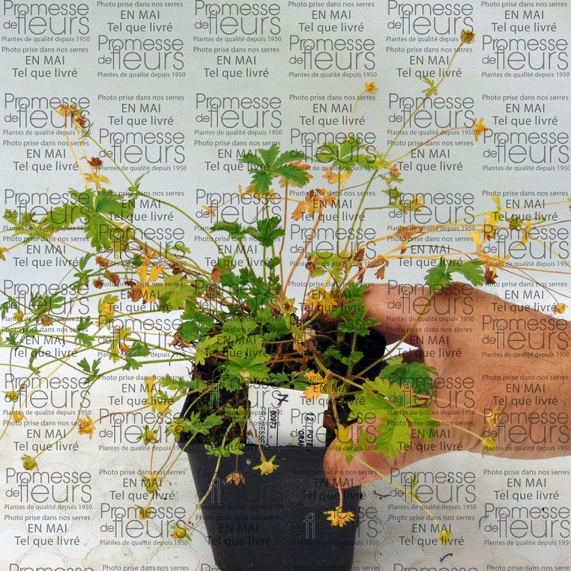 Exemple de spécimen de Potentilla hybride Orange - Potentille vivace Godet de 9cm tel que livré