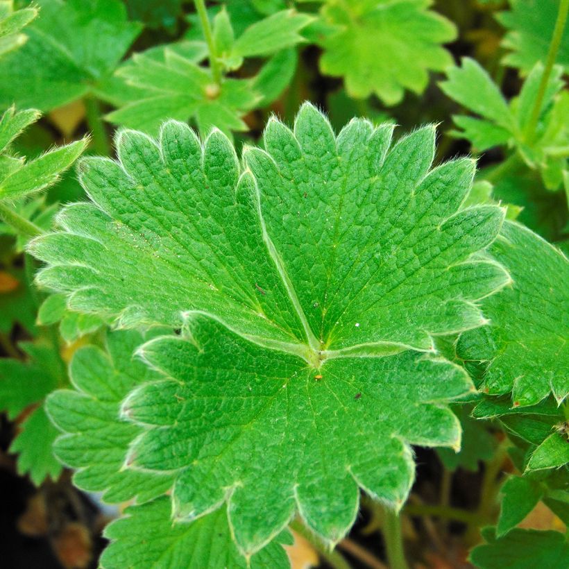 Potentilla megalantha - Potentille à grandes fleurs (Feuillage)