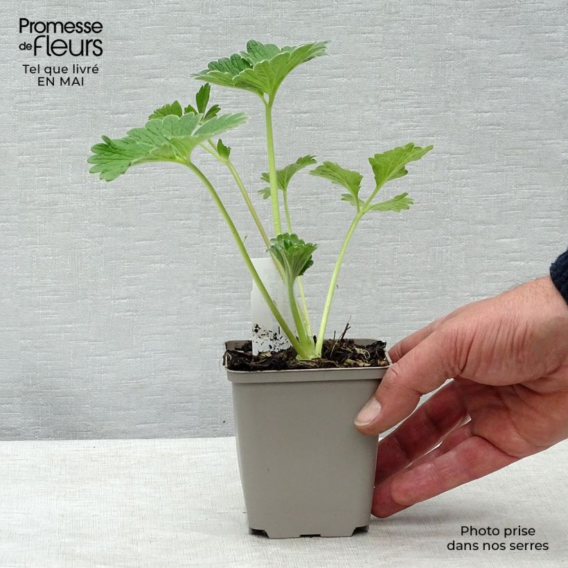 Spécimen de Potentilla megalantha - Potentille à grandes fleurs Godet de 9cm tel que livré au printemps
