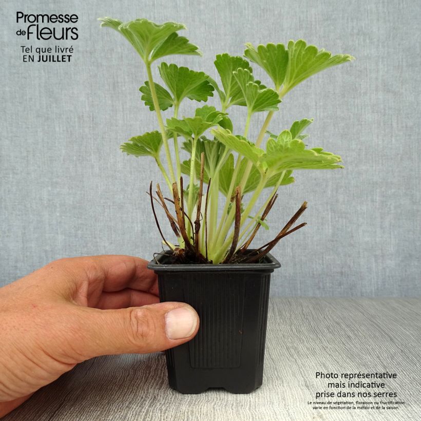 Spécimen de Potentilla megalantha - Potentille à grandes fleurs Godet de 8/9 cm tel que livré en été