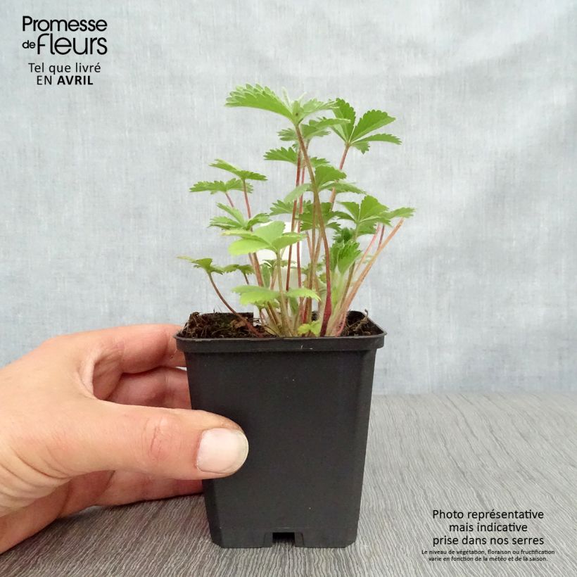 Spécimen de Potentilla nepalensis Miss Willmott - Potentille vivace du Népal Godet de 9cm tel que livré au printemps