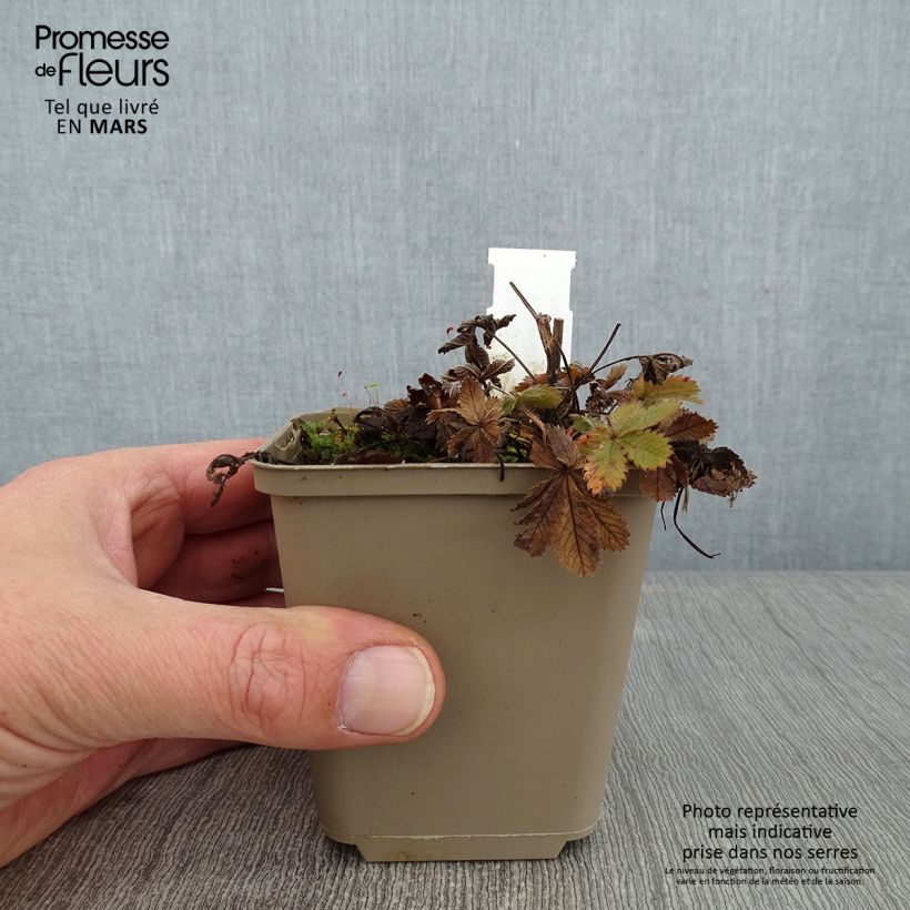 Spécimen de Potentilla recta - Potentille érigée  Godet de 8/9 cm tel que livré en hiver