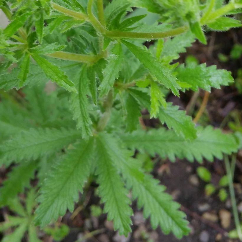 Potentilla recta - Potentille érigée  (Feuillage)