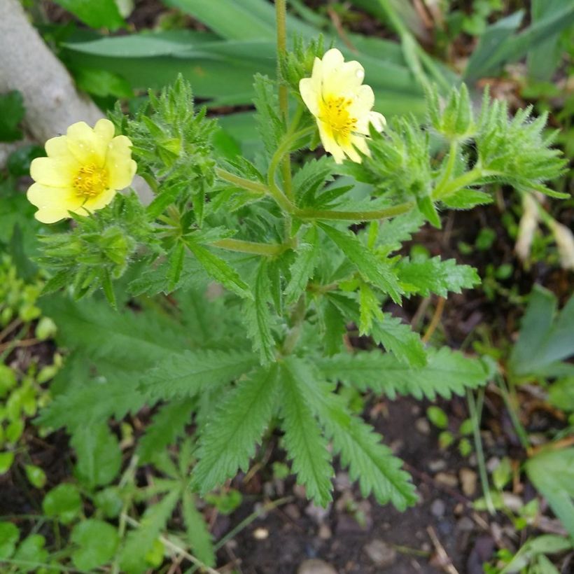 Potentilla recta - Potentille érigée  (Port)