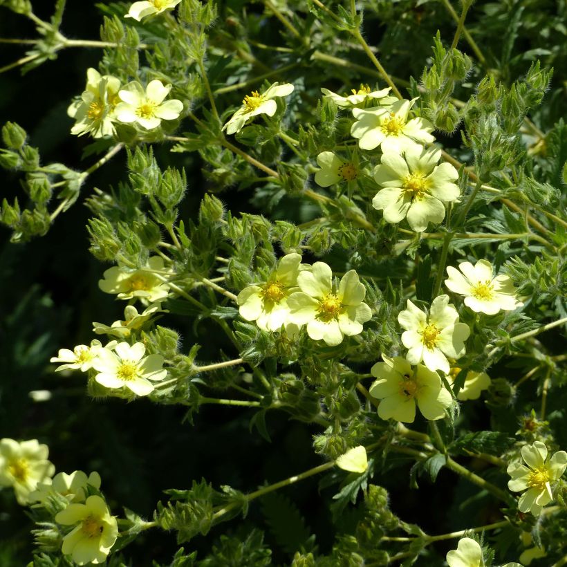 Potentilla recta sulphurea - Potentille dressée (Floraison)