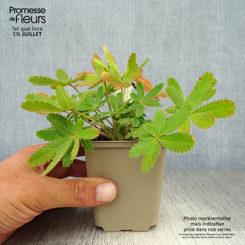 Spécimen de Potentilla recta sulphurea - Potentille dressée Godet de 8/9 cm tel que livré en été