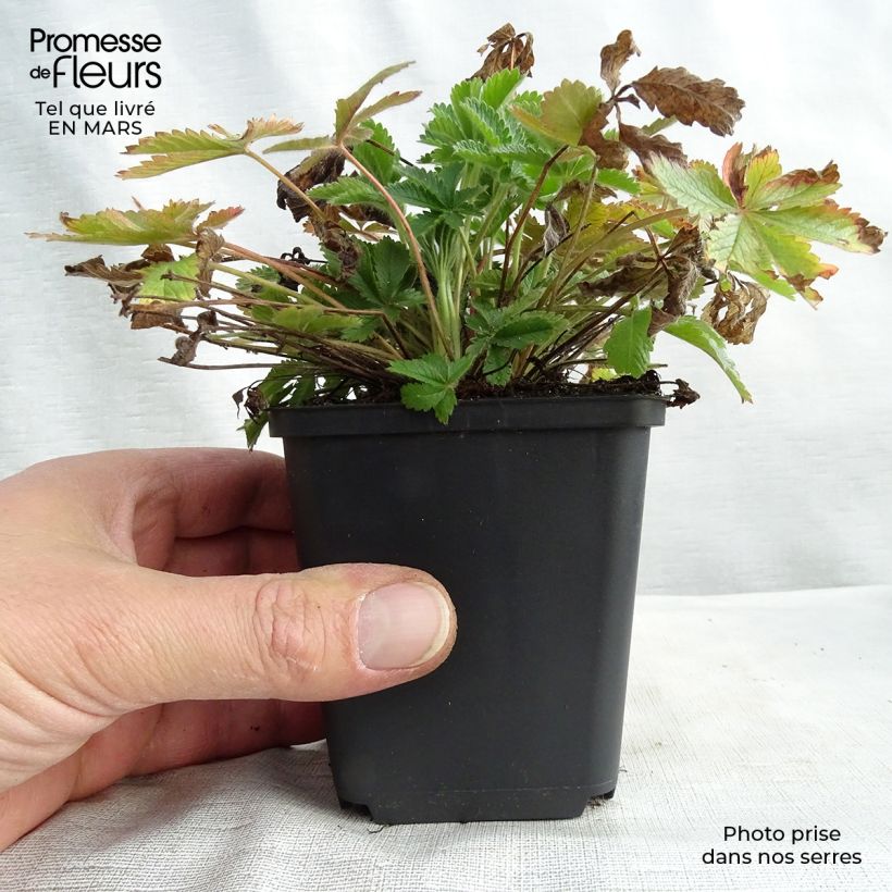 Spécimen de Potentilla recta sulphurea - Potentille dressée Godet de 8/9 cm tel que livré au printemps