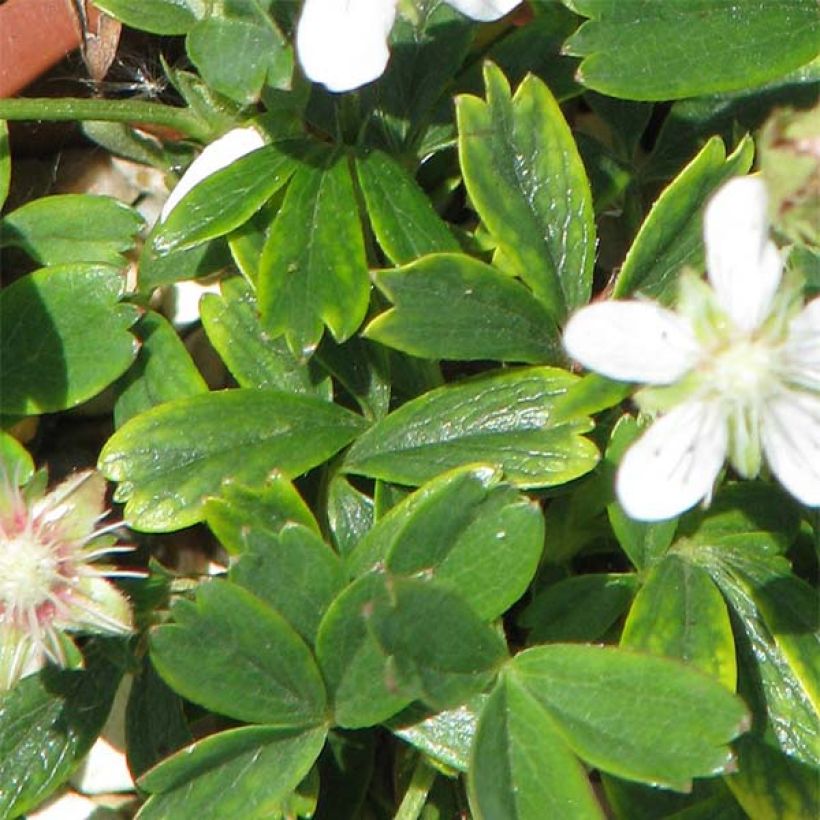 Potentilla tridentata Minima - Potentille vivace (Feuillage)