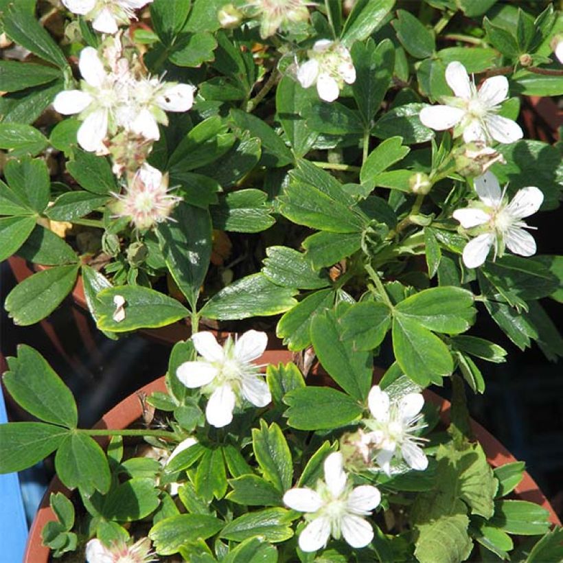 Potentilla tridentata Minima - Potentille vivace (Floraison)