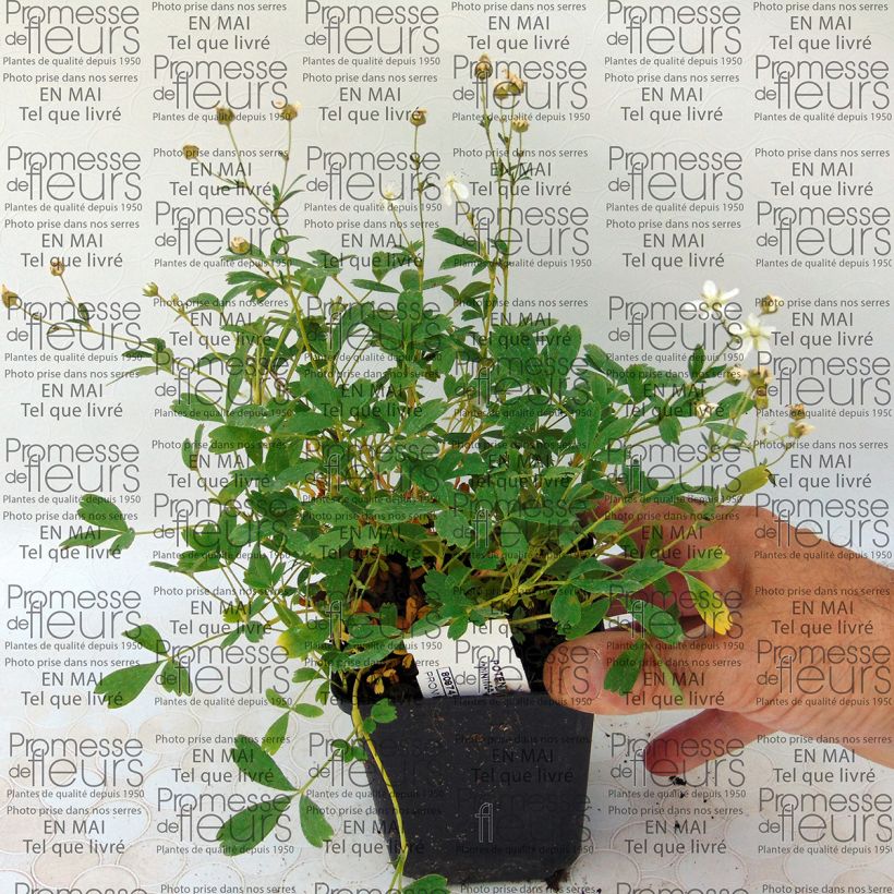 Exemple de spécimen de Potentilla tridentata Minima - Potentille vivace Godet de 9cm tel que livré