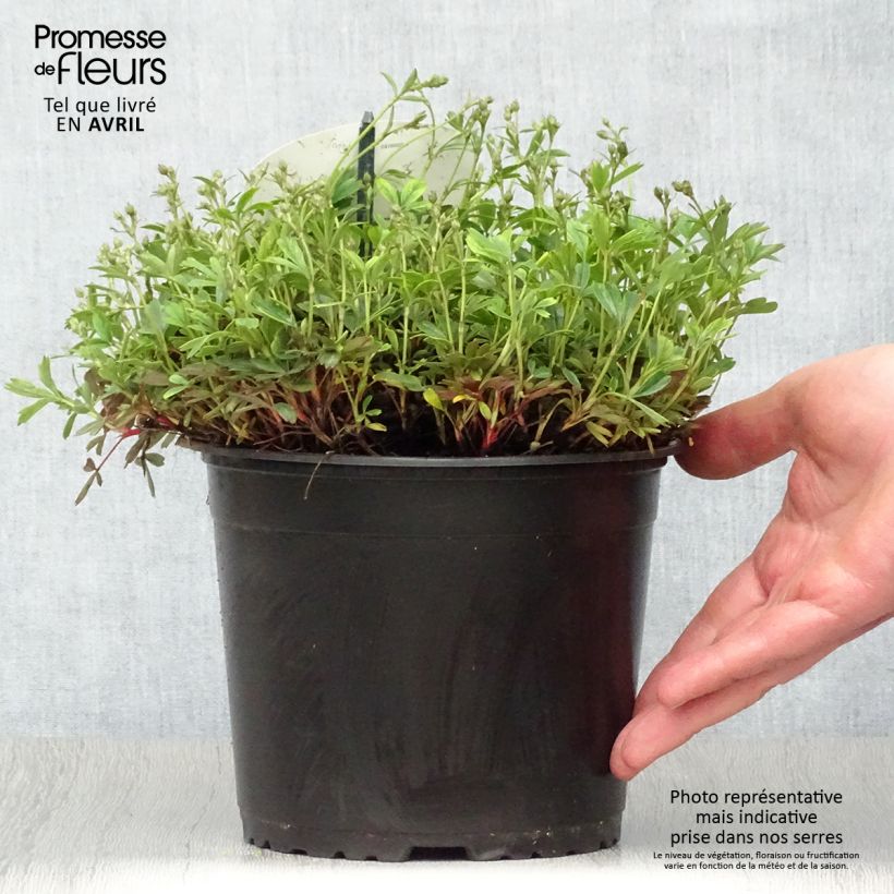 Spécimen de Potentilla tridentata Nuuk - Potentille vivace Pot de 1.5L/2L tel que livré au printemps