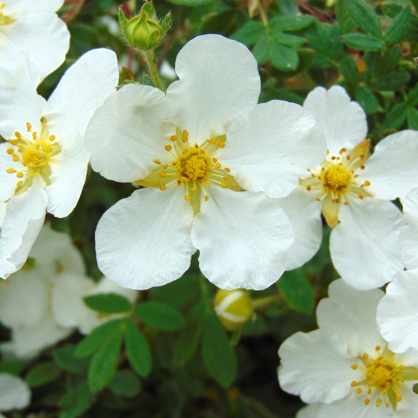 Potentilla fruticosa Abbotswood- Potentille arbustive (Floraison)