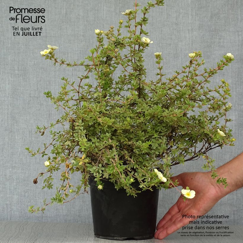 Spécimen de Potentilla fruticosa Primrose Beauty - Potentille arbustive Pot de 2L/3L tel que livré en été