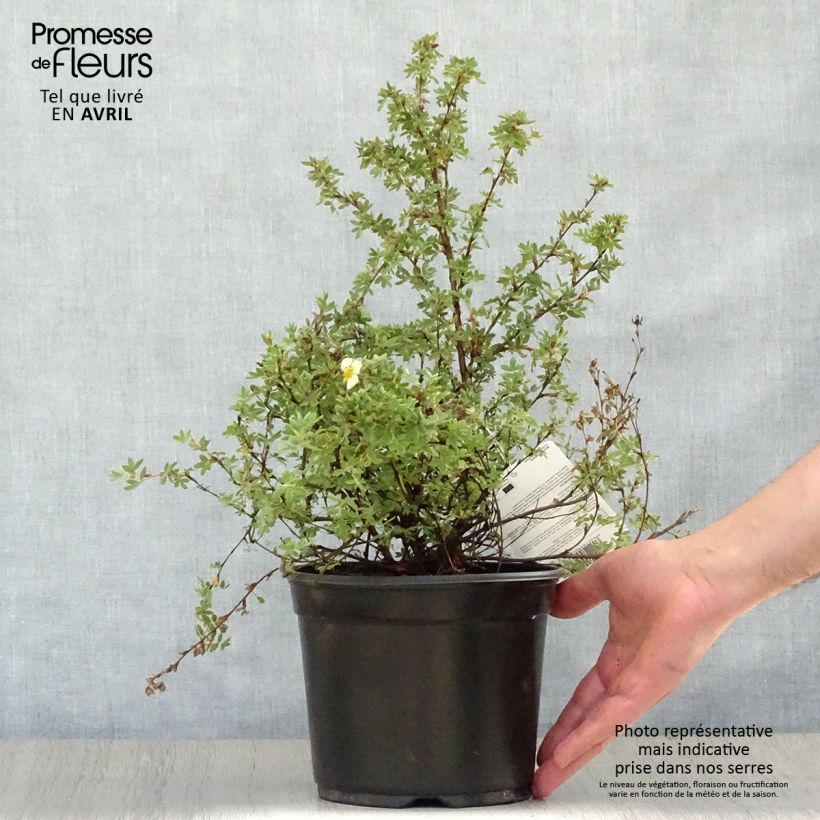 Spécimen de Potentilla fruticosa Primrose Beauty - Potentille arbustive tel que livré au printemps