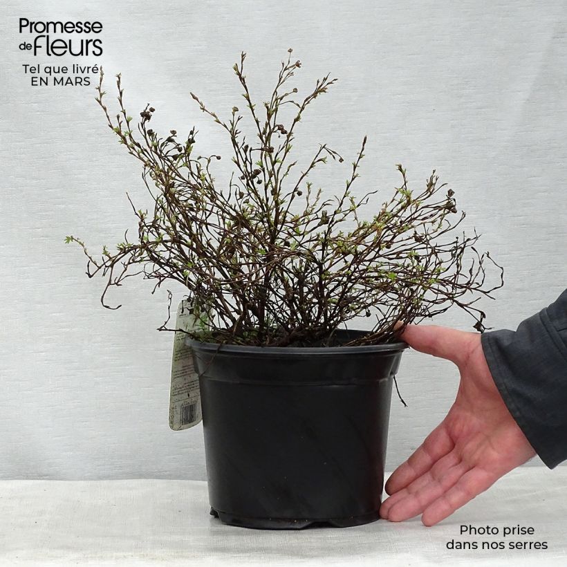 Spécimen de Potentilla fruticosa Princess Pink Queen - Potentille arbustive Pot de 2L/3LHauteur livrée env. 25/30cm tel que livré au printemps