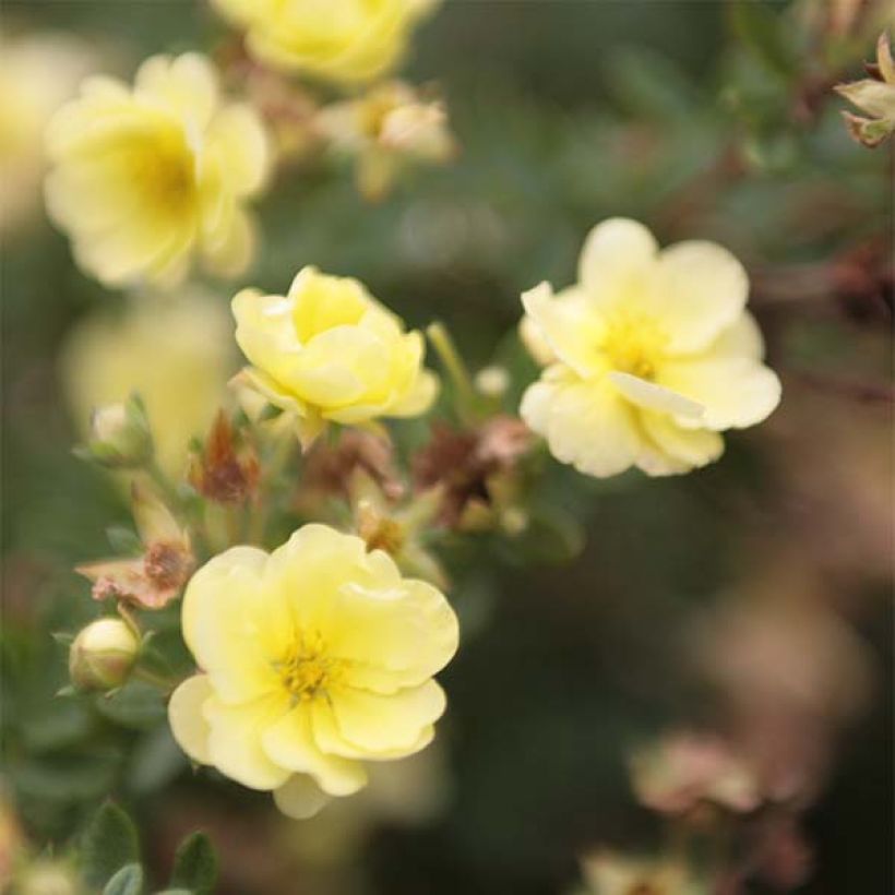 Potentilla fruticosa Lemon Meringue- Potentille arbustive (Floraison)