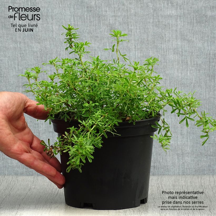Spécimen de Potentille arbustive Bella Sol - Potentilla fruticosa Pot de 2L/3L tel que livré en été
