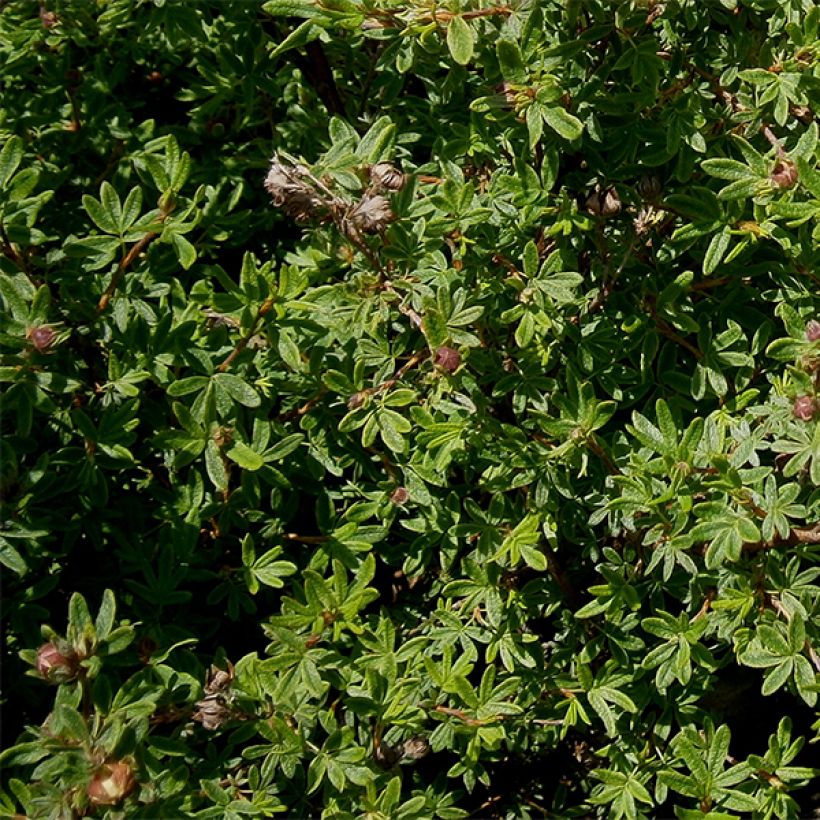 Potentille arbustive Hopley's Orange (Feuillage)