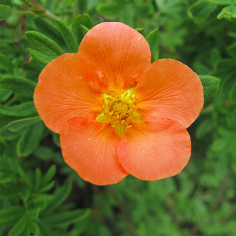Potentille arbustive Hopley's Orange (Floraison)