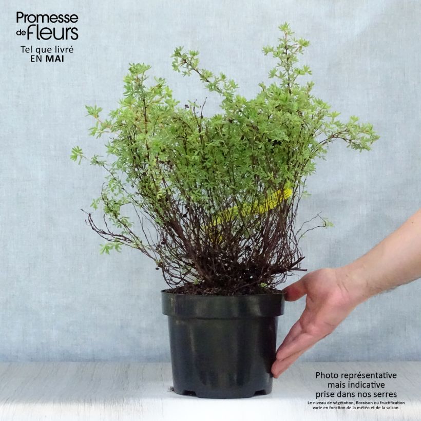 Spécimen de Potentille arbustive Hopley's Orange Pot de 3L/4L tel que livré au printemps